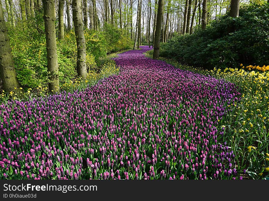 Field of blooming wildflowers in forest on sunny day. Field of blooming wildflowers in forest on sunny day.