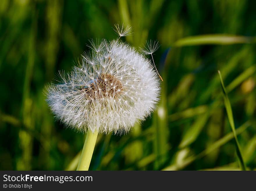 Close up of head of seeds on dandelion in green grass. Close up of head of seeds on dandelion in green grass.