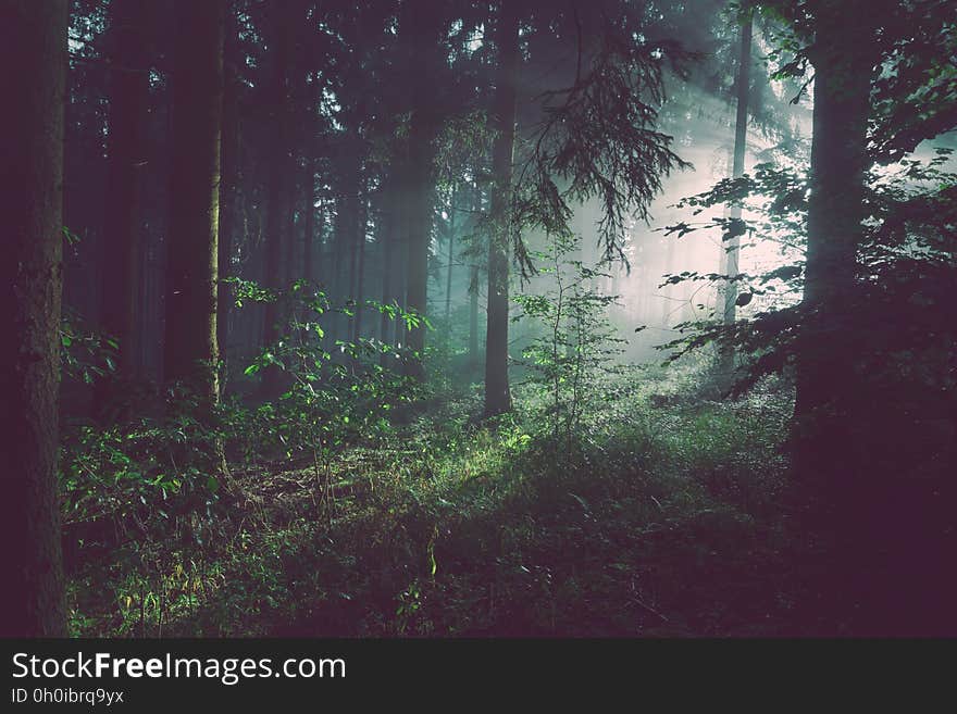 Green Trees during Daytime