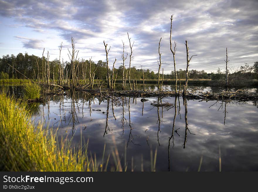 A row of dead trees in swamp or flooded area.