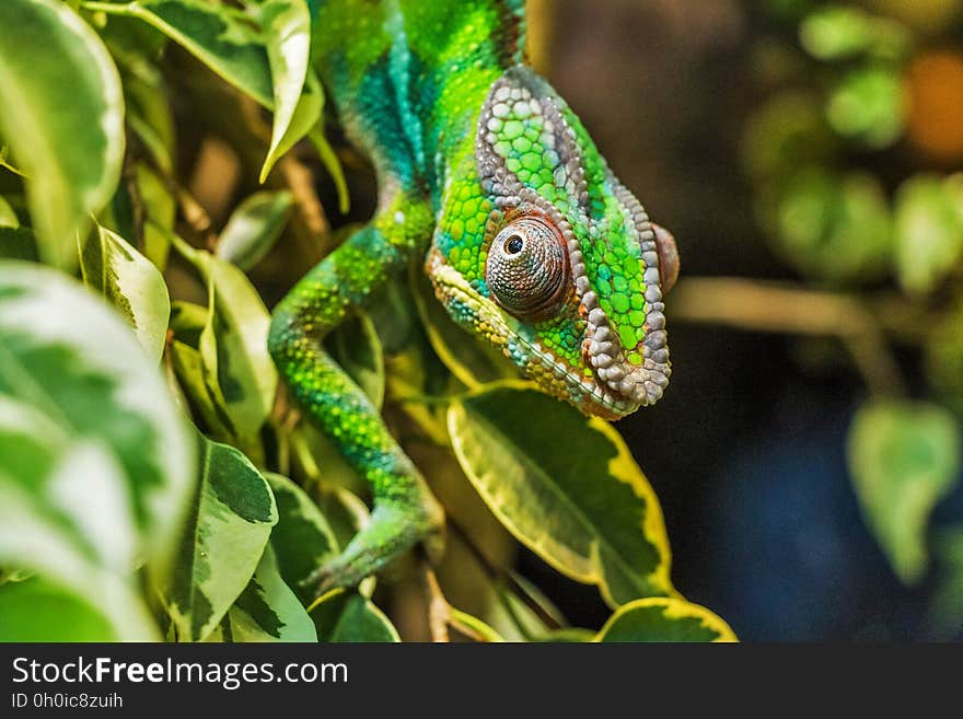 Green Reptile on Green Leaf