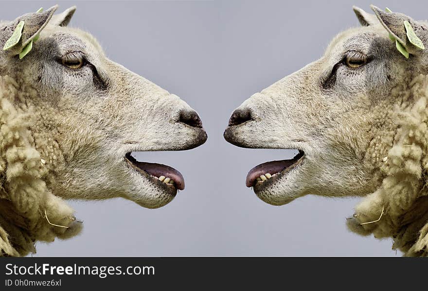 Sheep, Fauna, Cow Goat Family, Goats