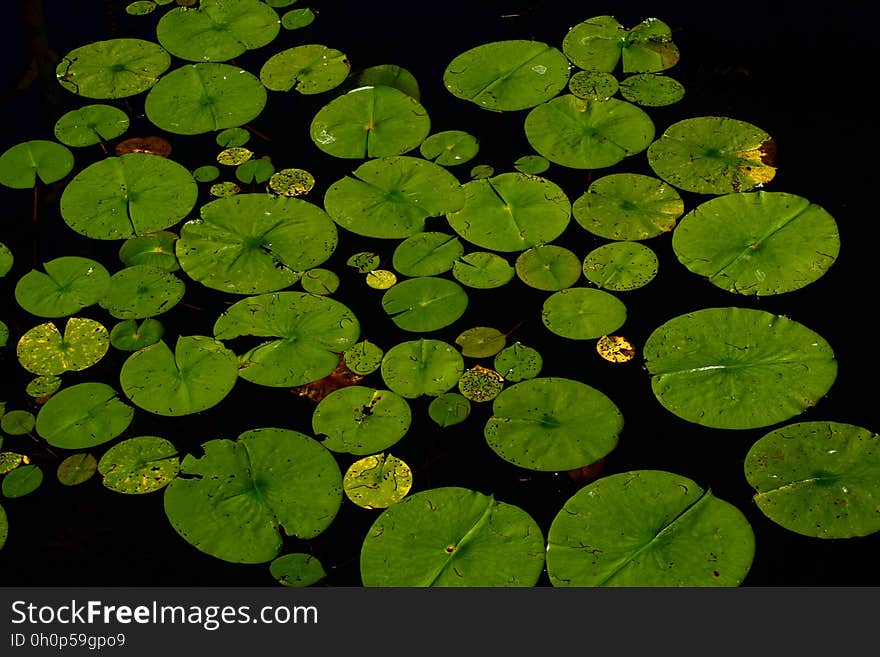 Green, Water, Plant, Leaf