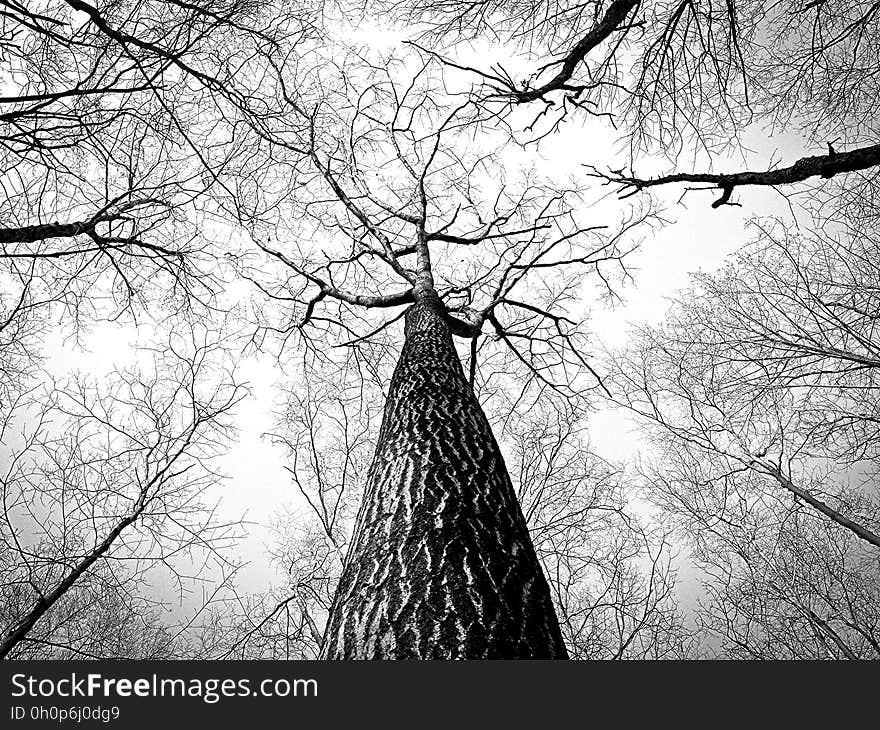 Tree, Branch, Black And White, Woody Plant