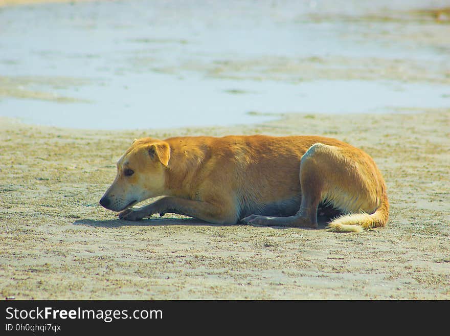 Stray Dog Hanging around on the Beach Enjoying the water, Marsa Alam, Red Sea, Egypt