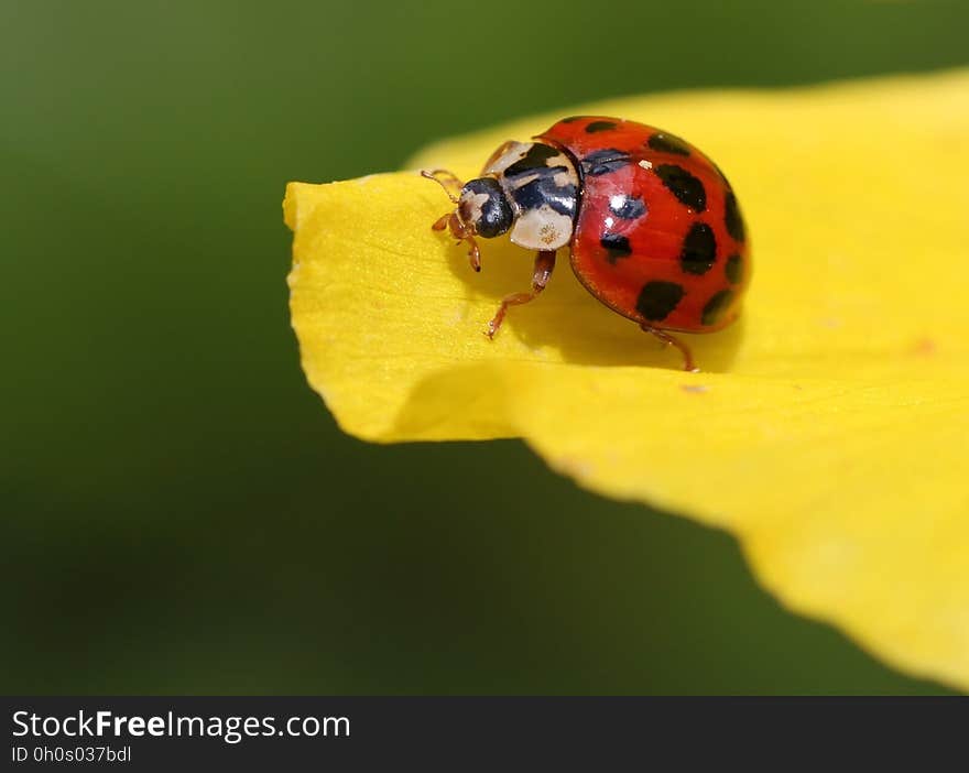 Insect, Ladybird, Beetle, Macro Photography