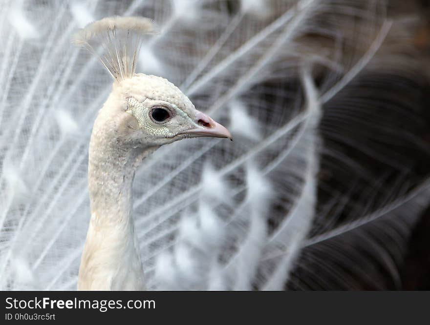 White leucistic Indian peacock Pavo cristatus with tail feathe