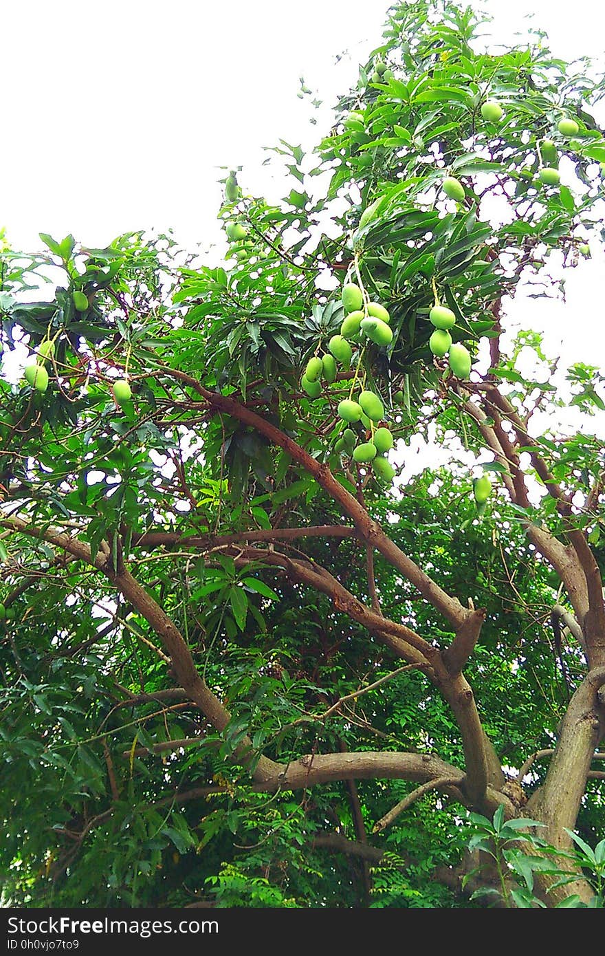 Ripe green jackfruits hanging from tropical tree. Ripe green jackfruits hanging from tropical tree.