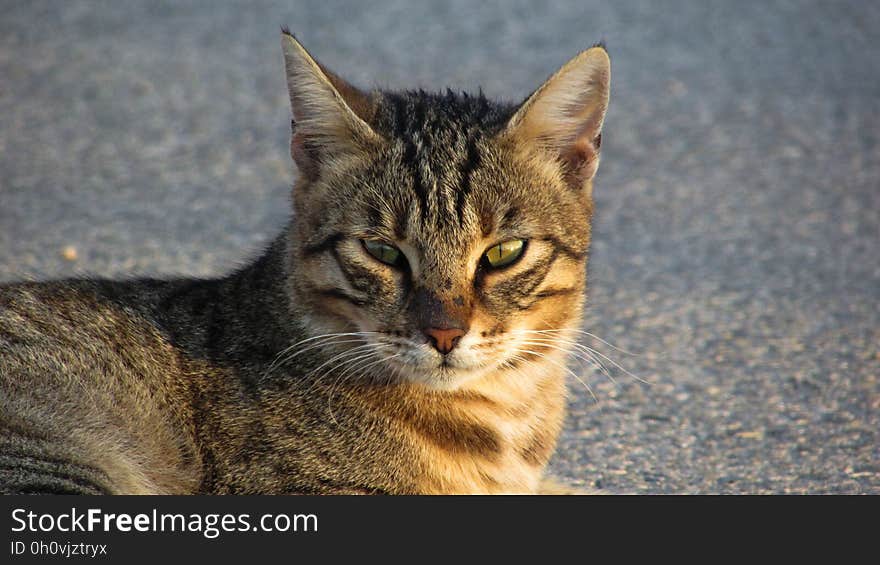 A stray tabby cat lying on a street.