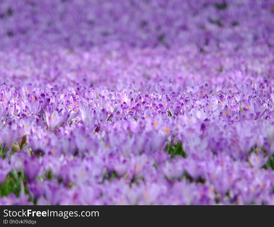 Purple Flower Field