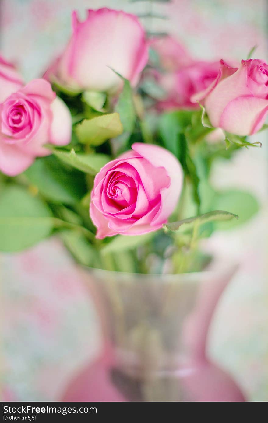 Close up of pink rose buds in glass vase with soft focus.