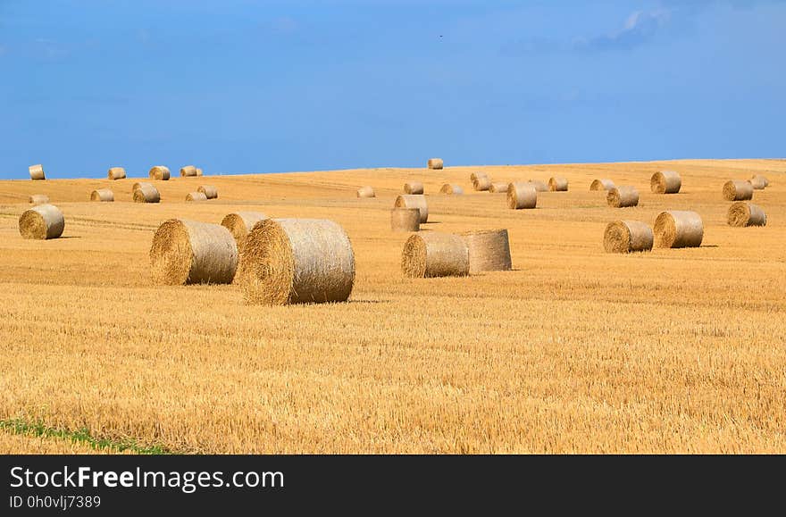 A field with bales of straw ready for collecting.