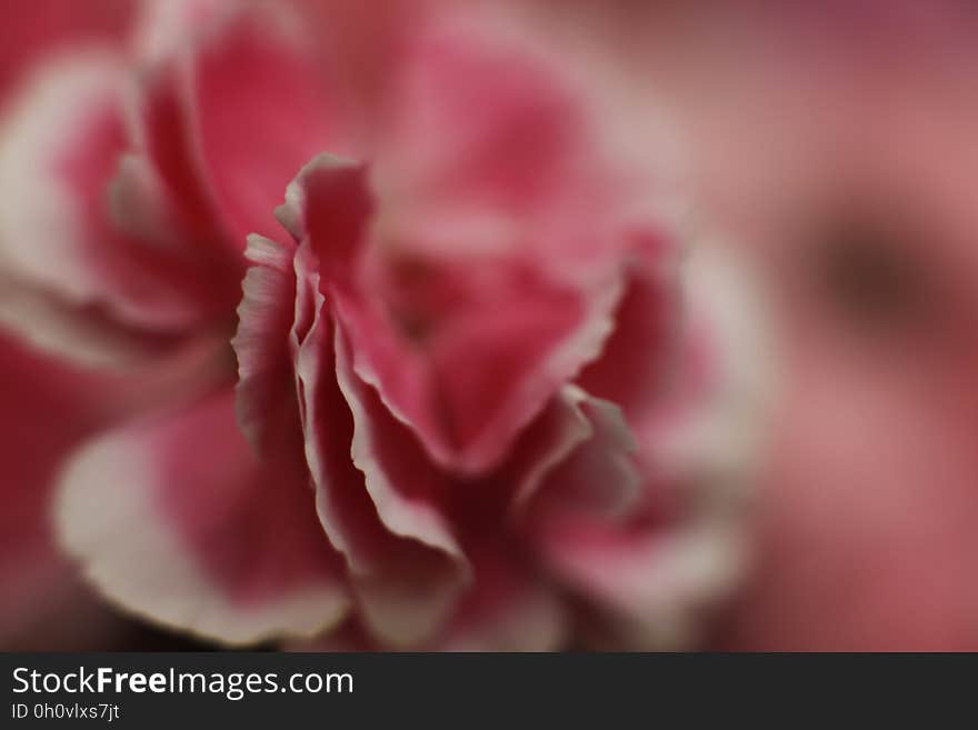 Pink and white (possibly a rose) flower with selective focus on the edge of the nearest petals and blurring in the background. Pink and white (possibly a rose) flower with selective focus on the edge of the nearest petals and blurring in the background.