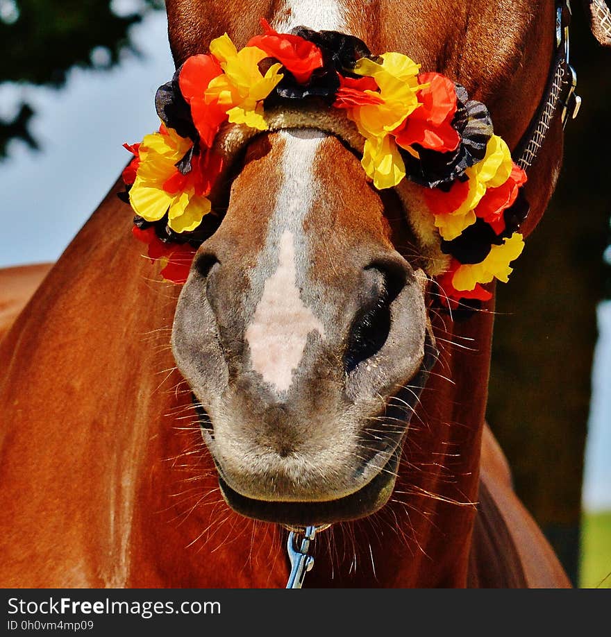 Brown Horse With Yellow Black and Red Flower Headdress