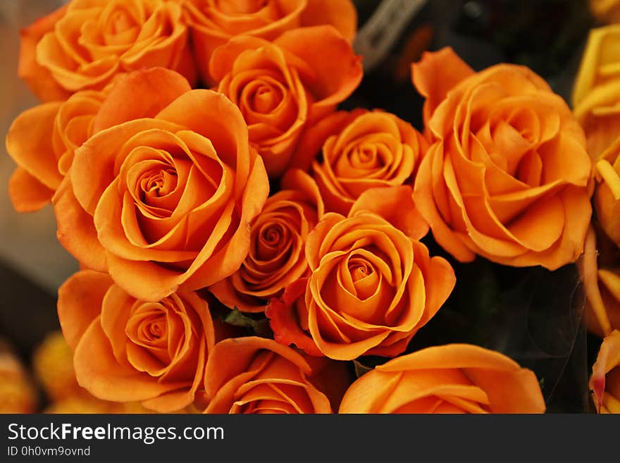 Bouquet of cut orange roses.