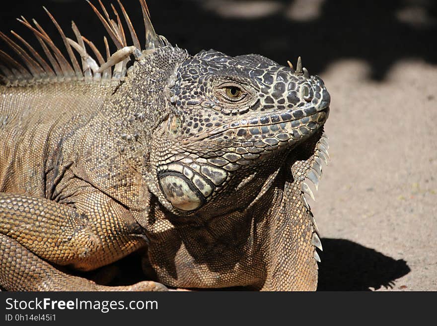 Reptile, Iguana, Scaled Reptile, Iguania