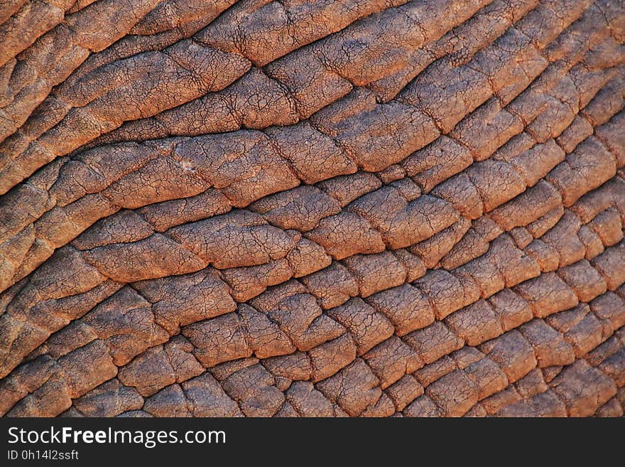 Rock, Wood, Soil, Trunk