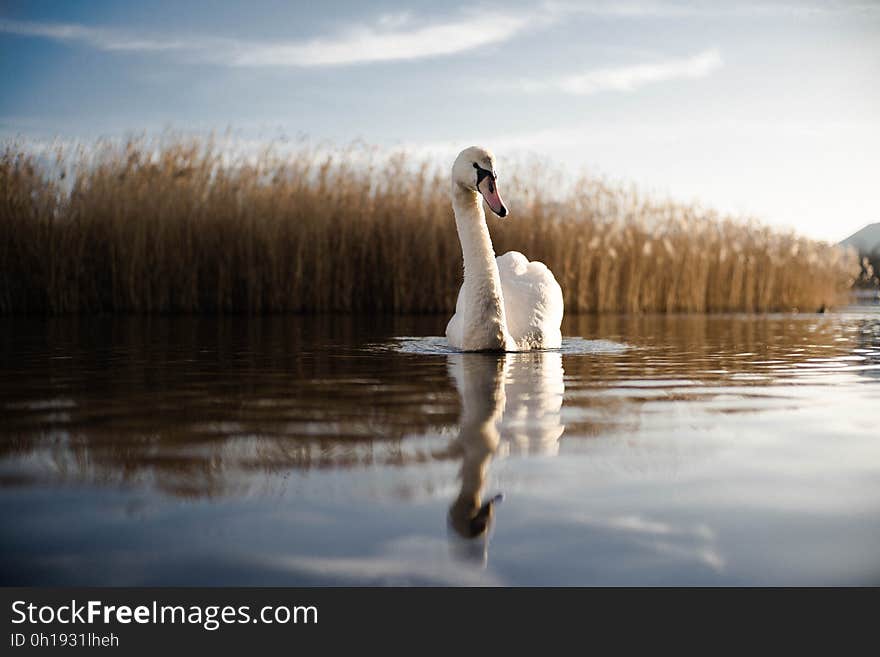 Portrait of swan swimming and reflecting in calm waters with reeds on shoreline. Portrait of swan swimming and reflecting in calm waters with reeds on shoreline.