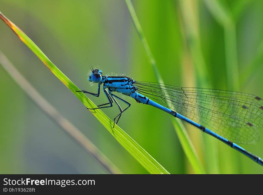 Blue Dragon Fly