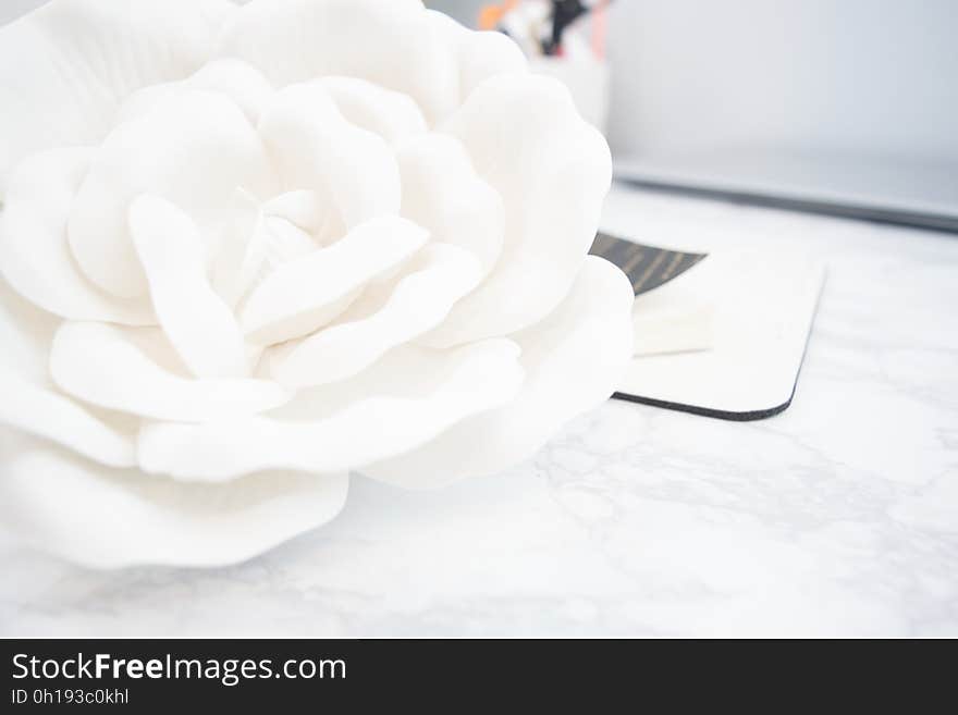 Close up of petals of white rose blossom.