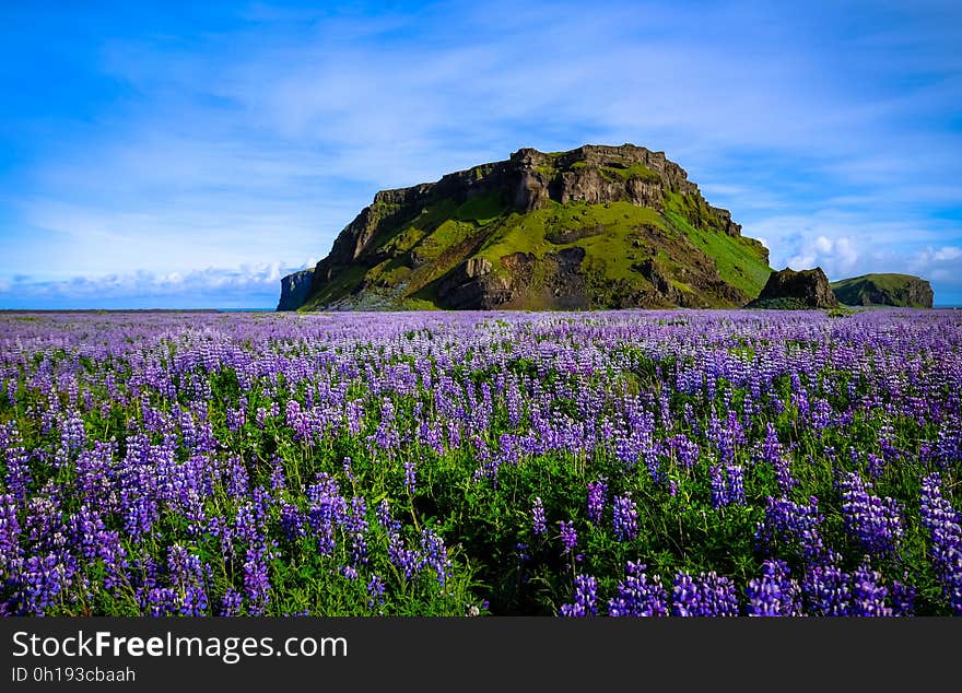 Rock formation in field of purple blooming wildflowers in countryside with blue skies on sunny day. Rock formation in field of purple blooming wildflowers in countryside with blue skies on sunny day.