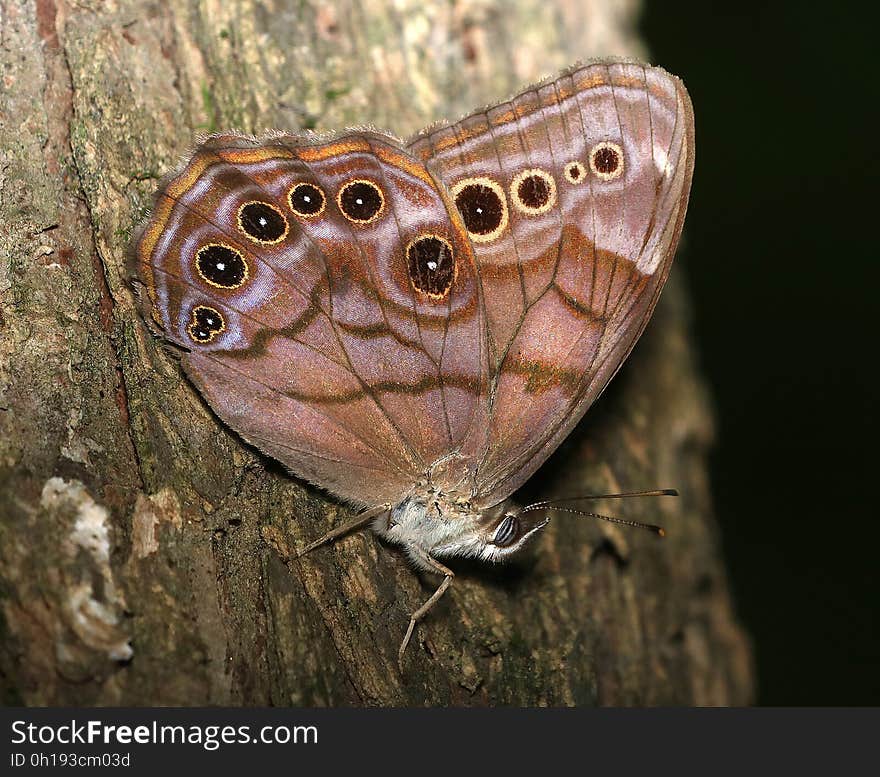 PEARLY-EYE, NORTHERN &#x28;Enodia anthedon&#x29; &#x28;6-19-2017&#x29; pilot mountain state park, surry co, nc -04