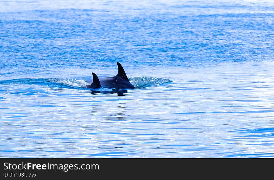 Fins of swimming orcas in blue waters on sunny day.