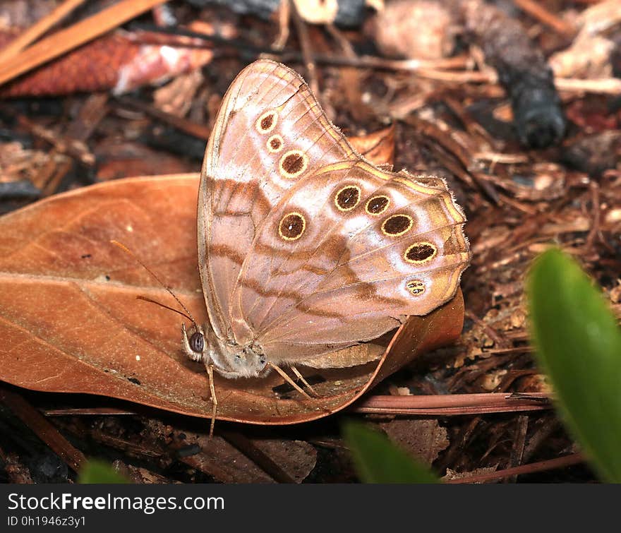 PEARLY-EYE, SOUTHERN &#x28;Lethe portlandia&#x29; &#x28;6-15-2017&#x29; weymouth woods sandhills preserve, richmond co, nc -03