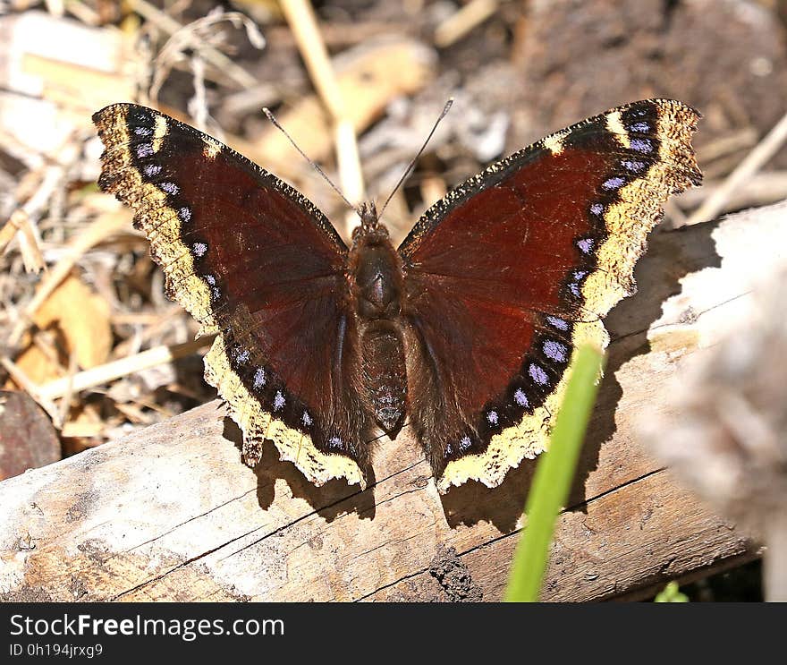 MOURNING CLOAK &#x28;Nympahalis antiopa&#x29;&#x28;6-1-2017&#x29; boulder mt, garfield co, ut -01