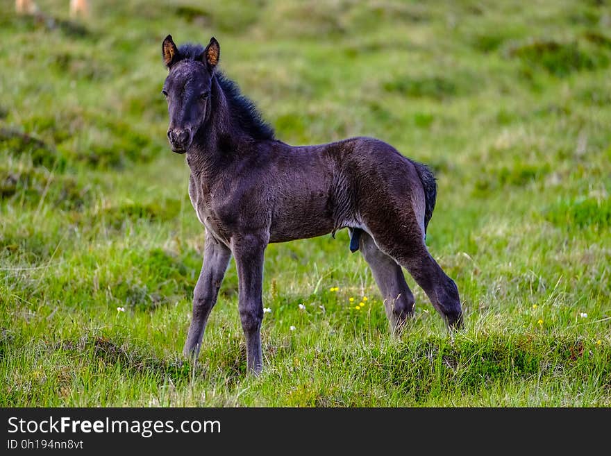 A black foal on a green pasture. A black foal on a green pasture.