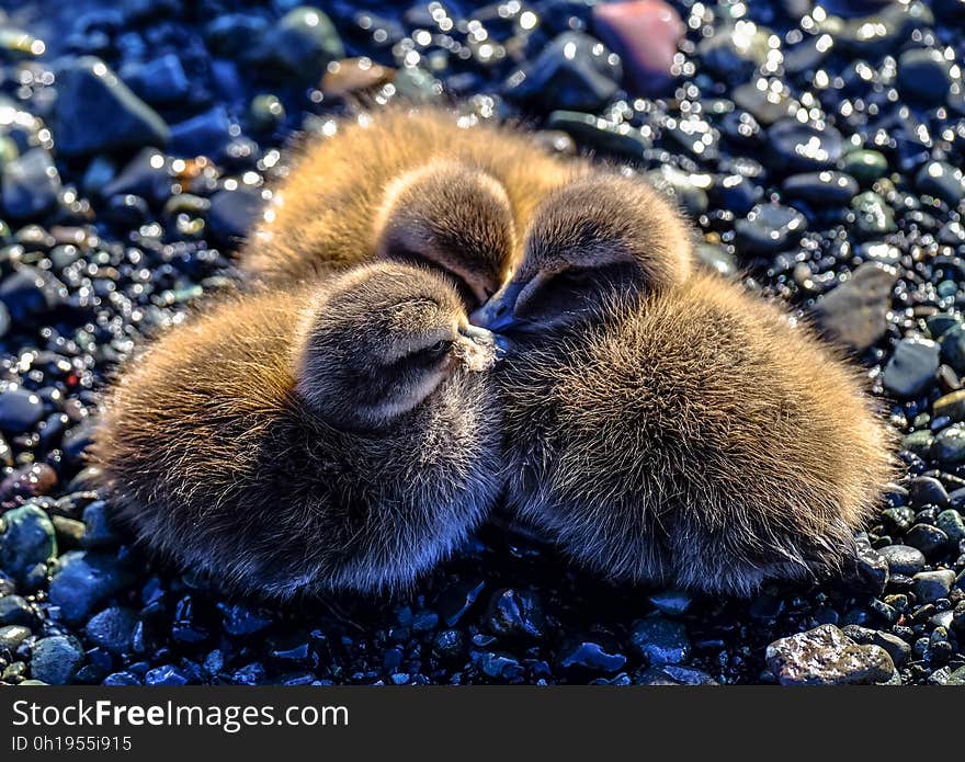 Young ducklings huddled together on wet pebbles. Young ducklings huddled together on wet pebbles.