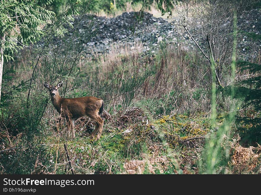 A deer on a wild mountain meadow. A deer on a wild mountain meadow.