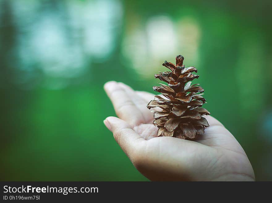 A person holding a pinecone on their hand. A person holding a pinecone on their hand.