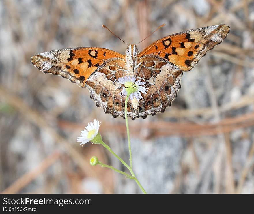 FRITILLARY, VARIEGATED &#x28;Euptoieta claudia&#x29; &#x28;6-6-2017&#x29; croatan nat forest, carteret co, nc -01