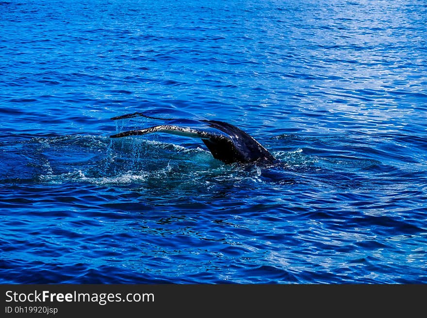 A whale diving underwater on a sunny day.