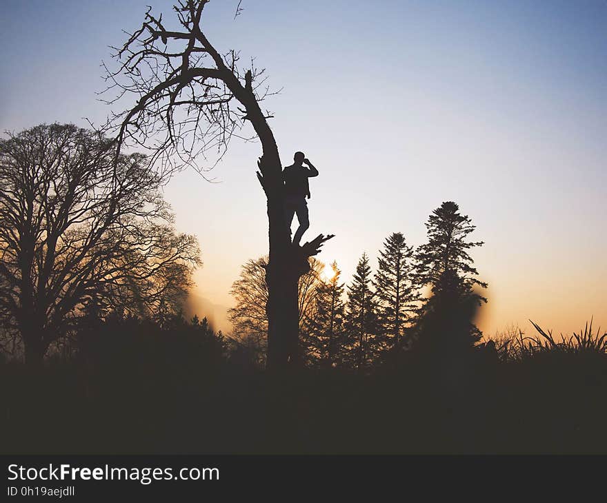 Silhouette of man standing in bare limbs of tree in forest at sunset. Silhouette of man standing in bare limbs of tree in forest at sunset.