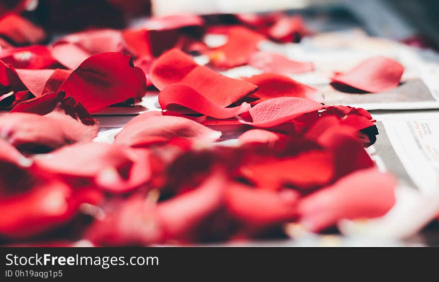 Close up of red rose petals on newspaper. Close up of red rose petals on newspaper.