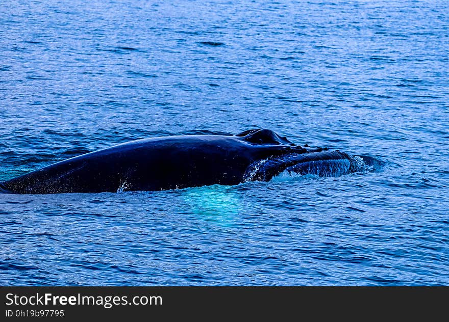 A close up of a whale emerging from the sea. A close up of a whale emerging from the sea.