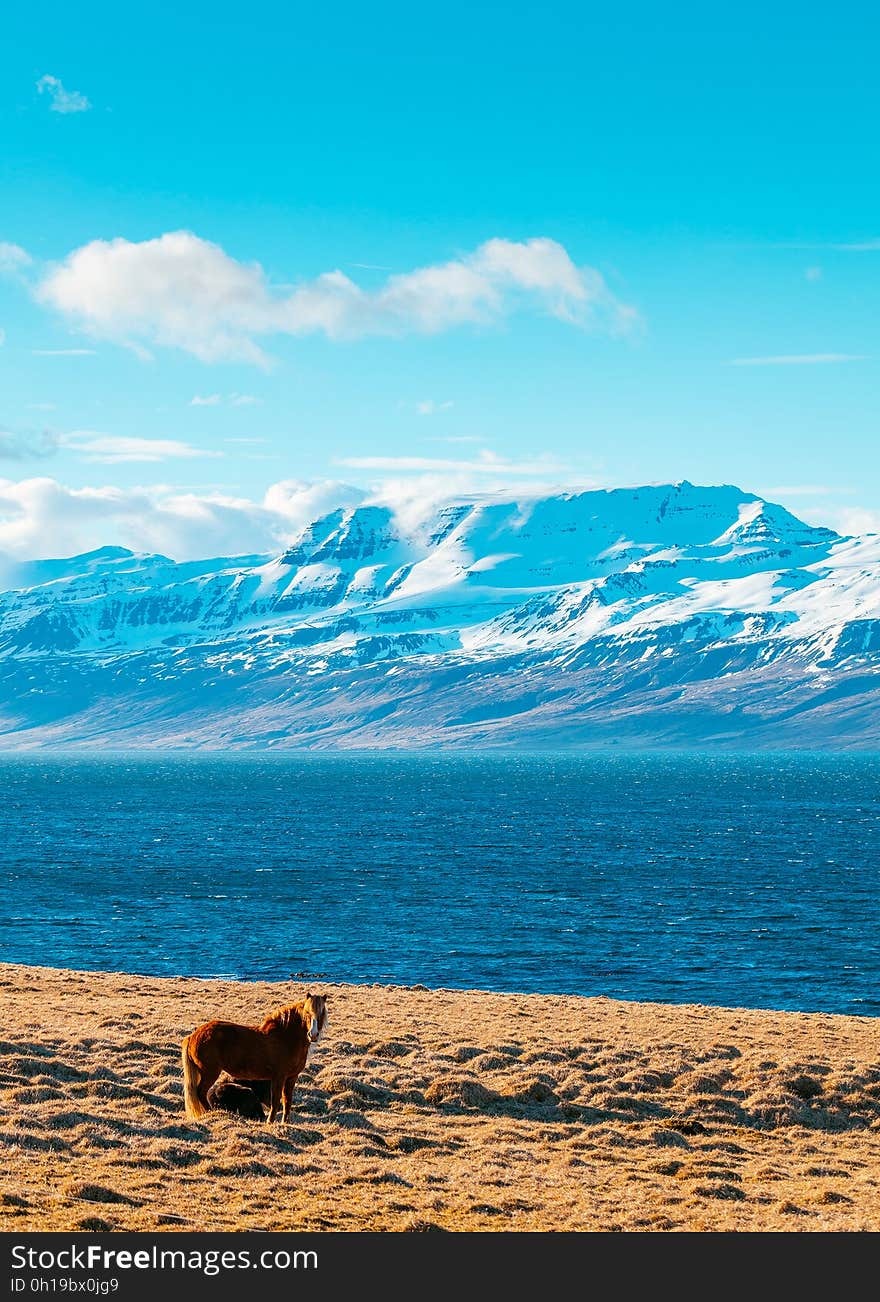 A horse standing on the coast and a snowcapped mountain in the background. A horse standing on the coast and a snowcapped mountain in the background.