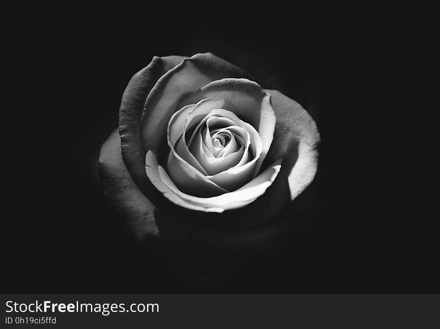 A close up of a black and white rose.