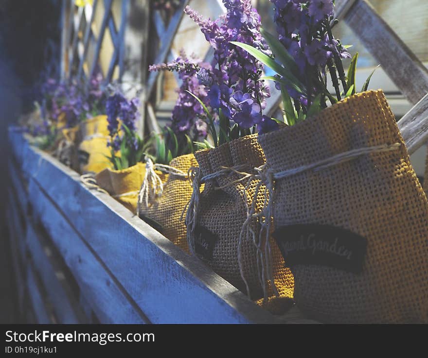 A close up of lavender seedlings in sacks. A close up of lavender seedlings in sacks.