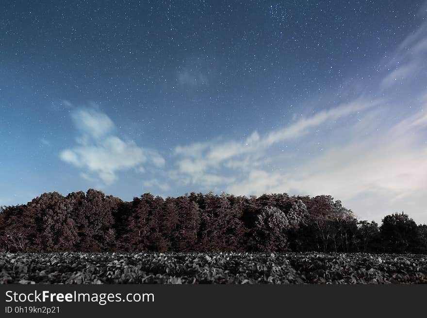 Trees Under Blue Sky