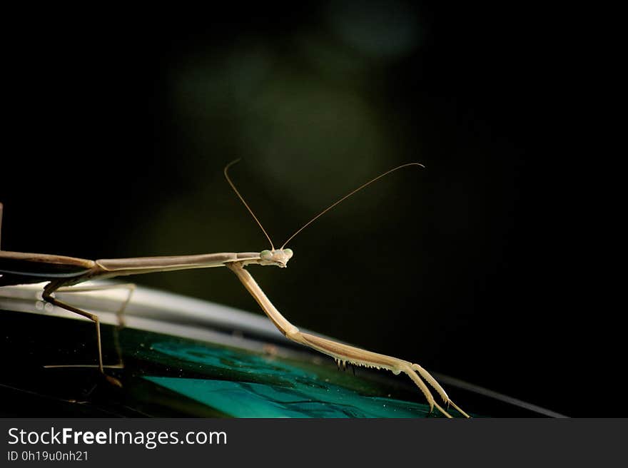 Praying Mantis