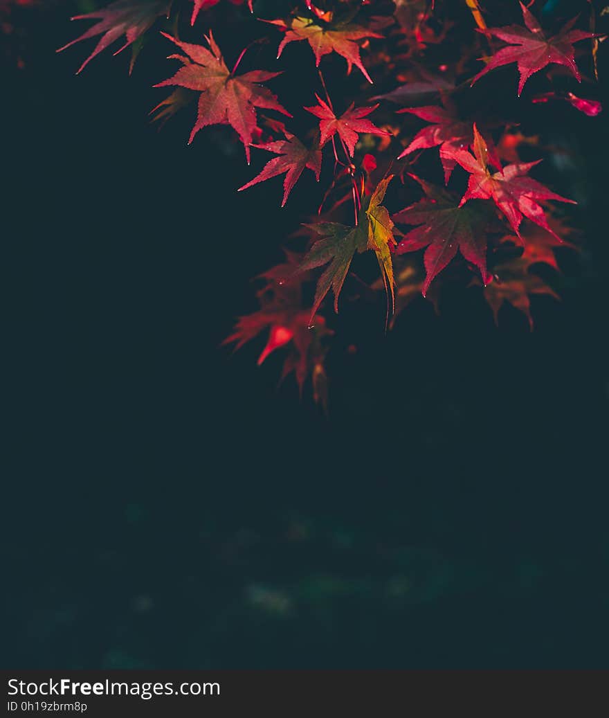 Red and Green Leaf Plants