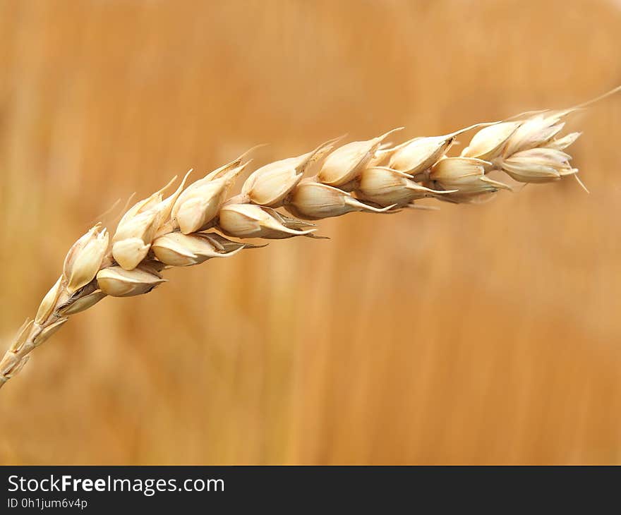 Wheat Grains Closeup Photography