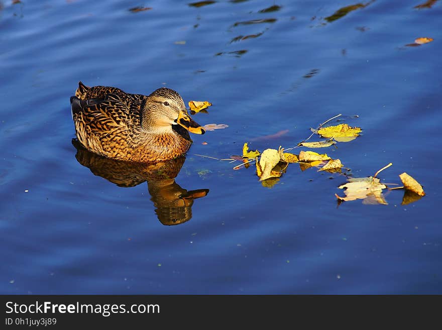 Close-up of Duck Swimming in Lake