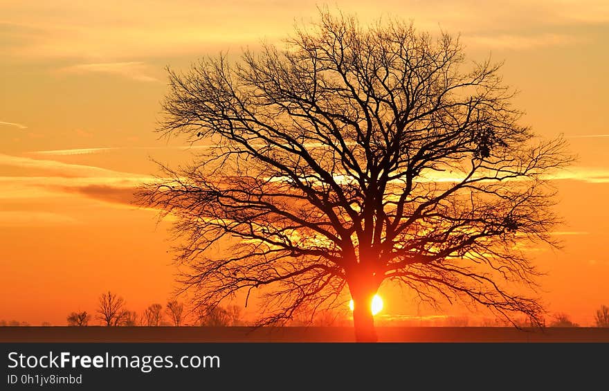 Silhouette Bare Tree Against Sky during Sunset