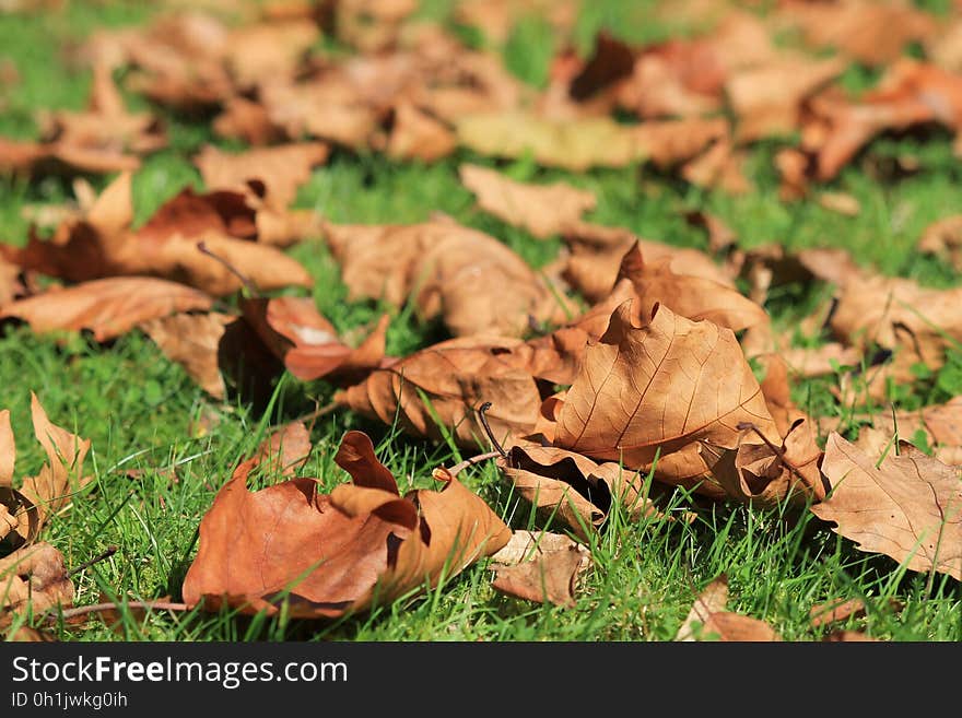 Brown Leafs on Green Grass