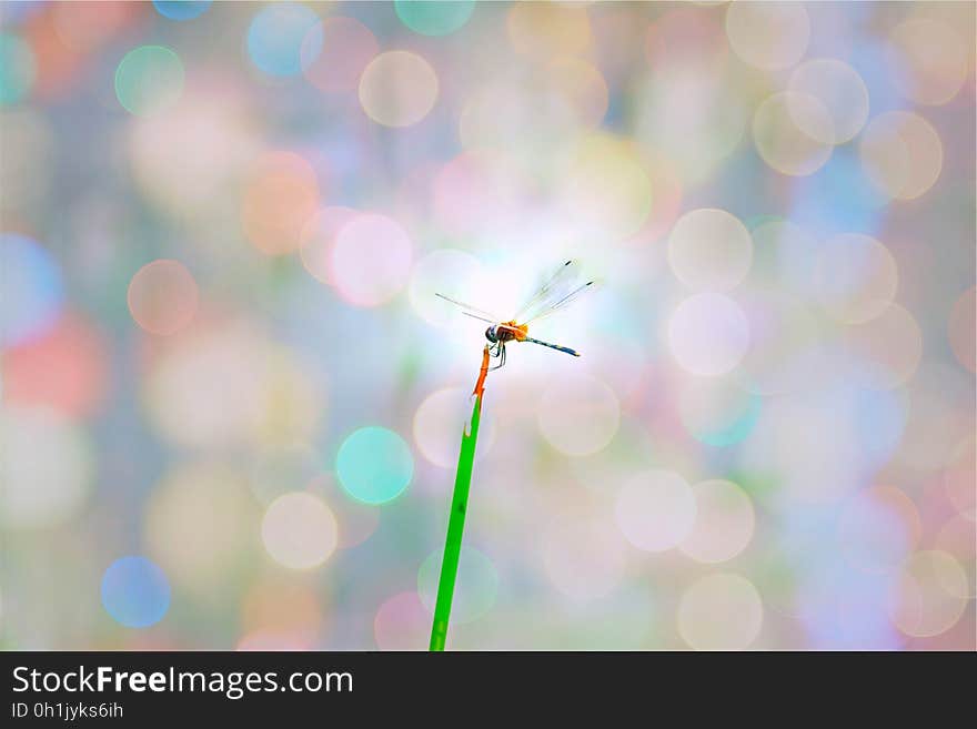 Yellow and Green Dragonfly