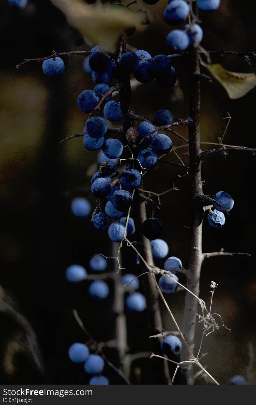 The Bunch of Blueberries Hanging on Branch